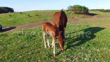 母马和她的小白驹在草地上